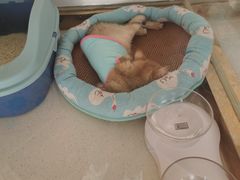 -糯米喵星人总部直营旗舰店·猫舍·幼猫出售