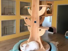 -Bastet sally猫舍购宠(静安店)