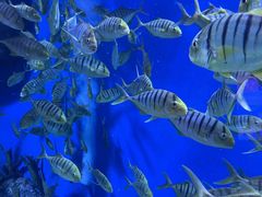 -成都浩海立方海洋公园