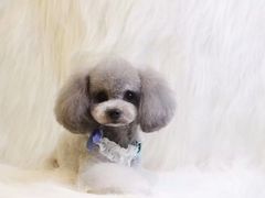 -小呆的宠物店·宠物售卖·宠物寄养(城西店)