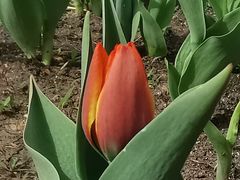 -长春公园(普阳街道)