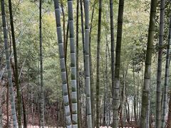 -石台牯牛降景区