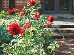 -鞠氏黑芝麻糊(水塔店)