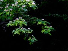 -上海植物园·停车场