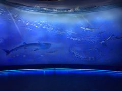 -贝林大翅鲸简餐厅(国家海洋博物馆店)