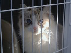 -喵的天空名猫咖啡馆·撸猫·猫舍·用品