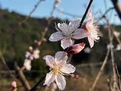 -茅家埠
