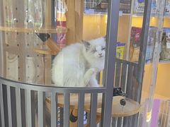 -悠尼宠物·独立低压伊珊娜洗护·美容·寄养(兰谷路店)