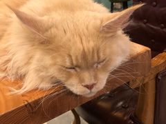 -猫小院猫主题餐厅(三里屯店)