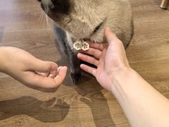 -有猫主题·治愈系猫咖(曾厝垵店)