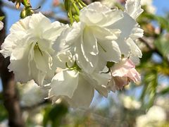 -天适樱花悠乐园