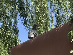 -密云玫瑰情园