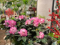 -双季花艺园艺市场(浦东店)