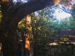 -得丘礼享谷·玉兰苑