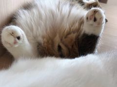 -瞄一喵猫咖(格力海岸店)