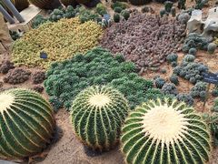 -深圳仙湖植物园