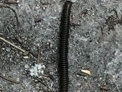 -碓臼峪自然风景区