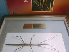 -上海昆虫博物馆