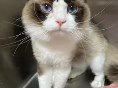 -小叮当动物医院·骨科·眼科