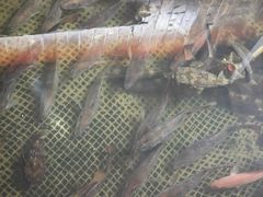 -蓝湾碧波·老字号·疍家非遗海上餐厅