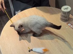 -爪爪喵星球·猫舍(卓悦中心店)