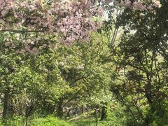 -石家庄市植物园