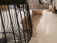 -飞行喵MR PILOT|猫舍·猫咖(静安大融城店)