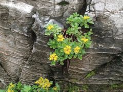 -黑龙江省森林植物园