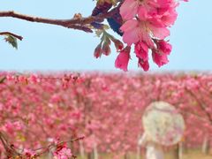 -天适樱花悠乐园