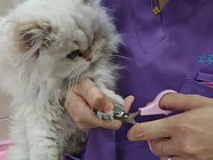 -北京观赏动物医院·24小时大型综合·猫专科·异宠专科