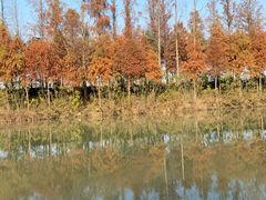 -合肥滨湖国家森林公园