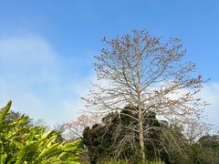 -中国科学院西双版纳热带植物园