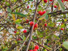 -桤木河湿地公园