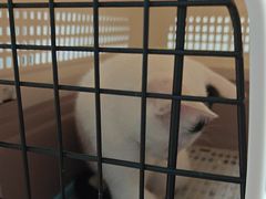 -半岛宠物医院24小时(科华中路店)