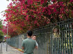 -东莞植物园