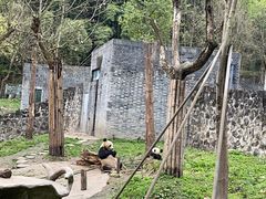 -都江堰中华大熊猫苑
