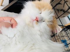 -平行世界·猫咖(首经贸店)