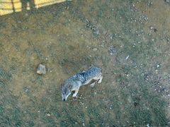 -鄂尔多斯野生动物园