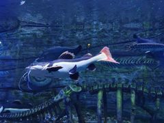 -芜湖新华联大白鲸海洋公园