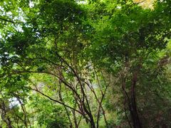 -火炉山森林公园
