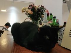 -有猫主题·治愈系猫咖(曾厝垵店)