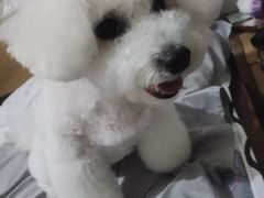 -瑞派雷欧宠物医院·中兽医·眼科·急重症转诊中心(黄台店)