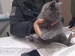 -派特宠物医院(圆融广场店)