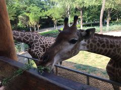 -石家庄市动物园