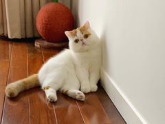 -momokira米努特·德文卷毛猫·棉花面纱犬