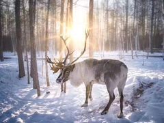 -北极村旅游风景区