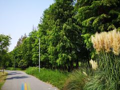 -上海长兴岛郊野公园