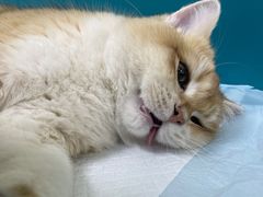 -乖乖宠物医院·猫科·急重症中心(车站北路分院)