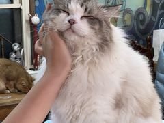 -猫小院猫主题餐厅(南锣旗舰店)