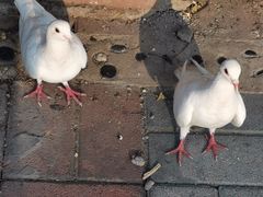 -東更道点心行(文化东路店)